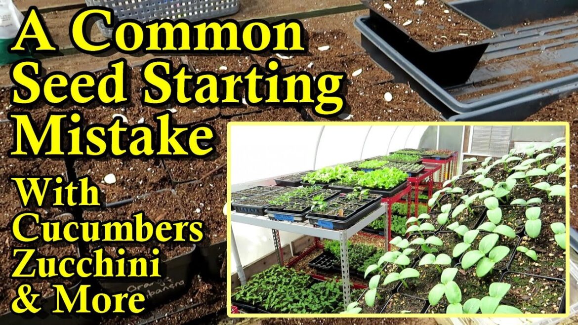 Gary Pilarchik: Avoid This Common Seed Starting Mistake with Cucumbers, Zucchini, & Pumpkins: Overgrown Transplants! Avoid This Common Seed Starting Mistake with Cucumbers, Zucchini, & Pumpkins: Overgrown Transplants!