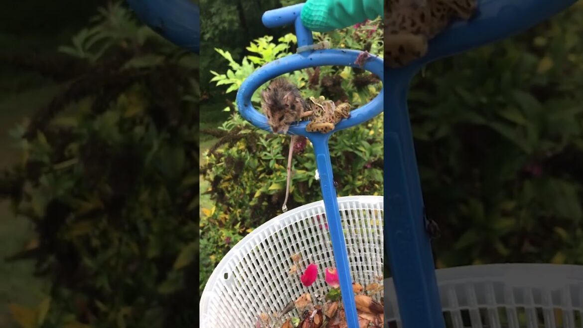 Frog And Mouse Get Rescued from Pool Skimmer