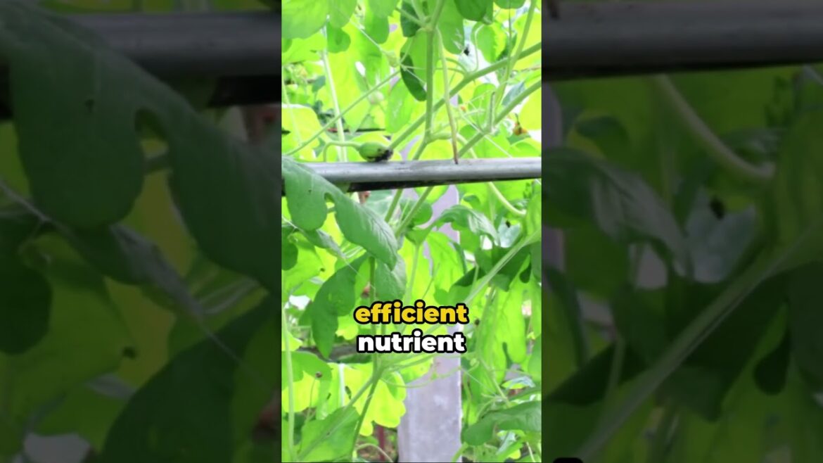 5 Surprising Plants Thriving in Hydroponics