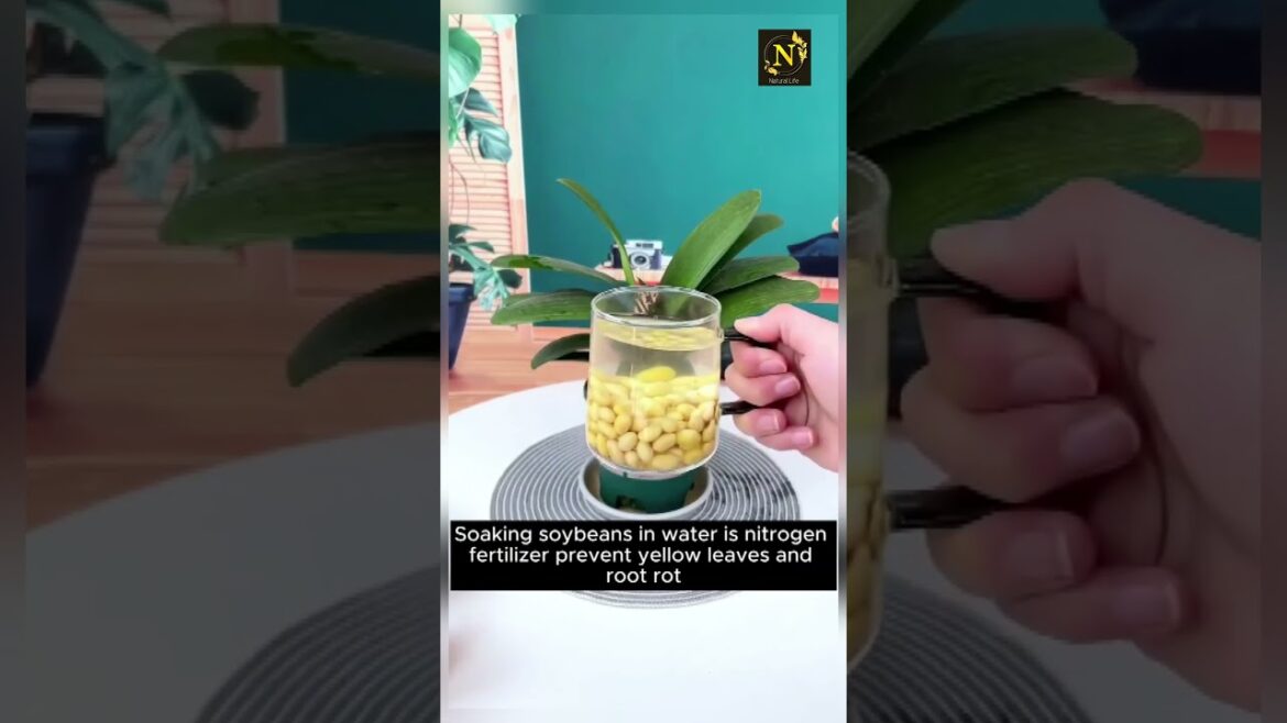 5 types of versatile plant care water #garden #gardening #plants #planting #planthacks #gardenhacks 5 types of versatile plant care water #garden #gardening #plants #planting #planthacks #gardenhacks