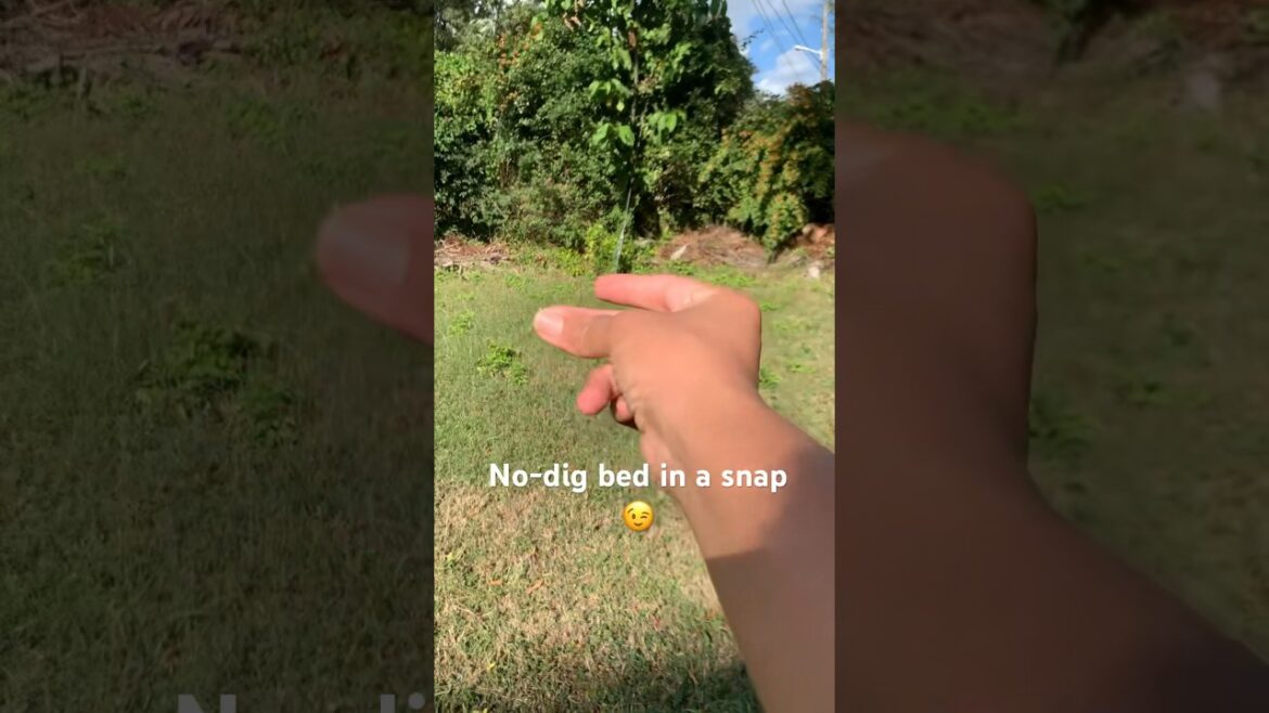 New Year, New Garden Bed 🥳 #transformation #nodig #gardening #tropical #shorts