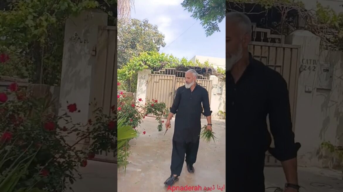 garden design #gardening #minivlog #garden #apnaderah