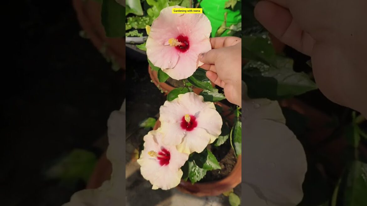 🌺 Happy Sunday to all my gardener friends #flowers #terracegarden #shorts #gardeningwithreena