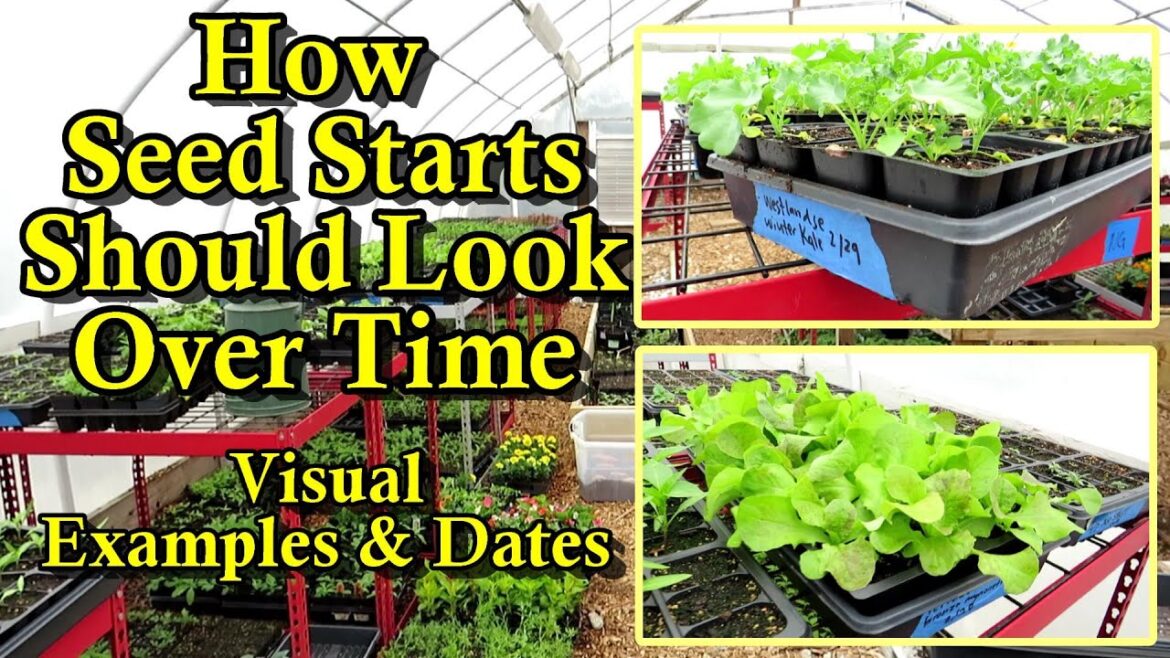 Gary Pilarchik: A Visual Tour of Garden Seed Starts and What Size They Should Be at Different Periods of Growth A Visual Tour of Garden Seed Starts and What Size They Should Be at Different Periods of Growth