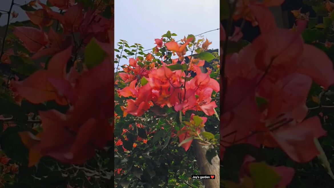 Bougainvillea ❤️ #shorts #viral #gardening Bougainvillea ❤️ #shorts #viral #gardening
