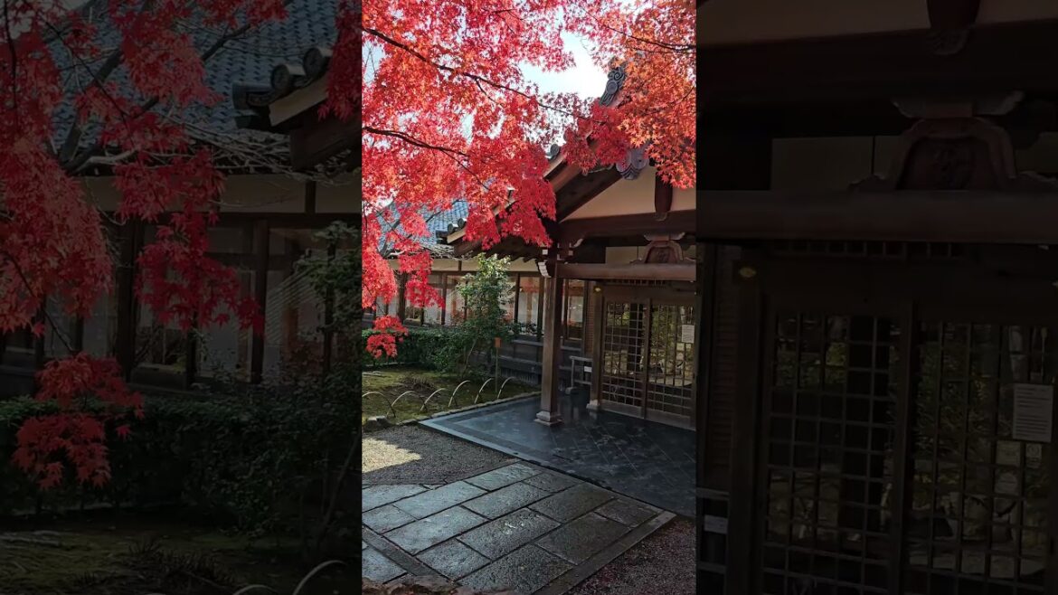 Japanese Garden in Kyoto