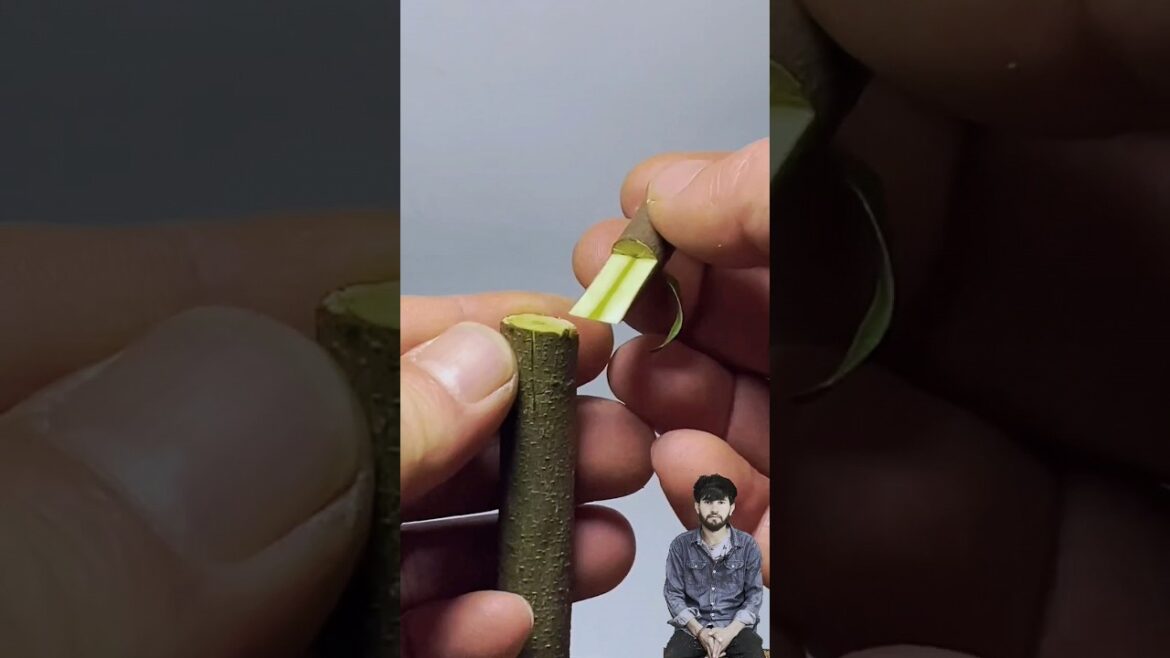Grafting Mango Trees || Grafting Fruit Plants #youtubeshorts #shortfeed #grafting Grafting Mango Trees || Grafting Fruit Plants #youtubeshorts #shortfeed #grafting