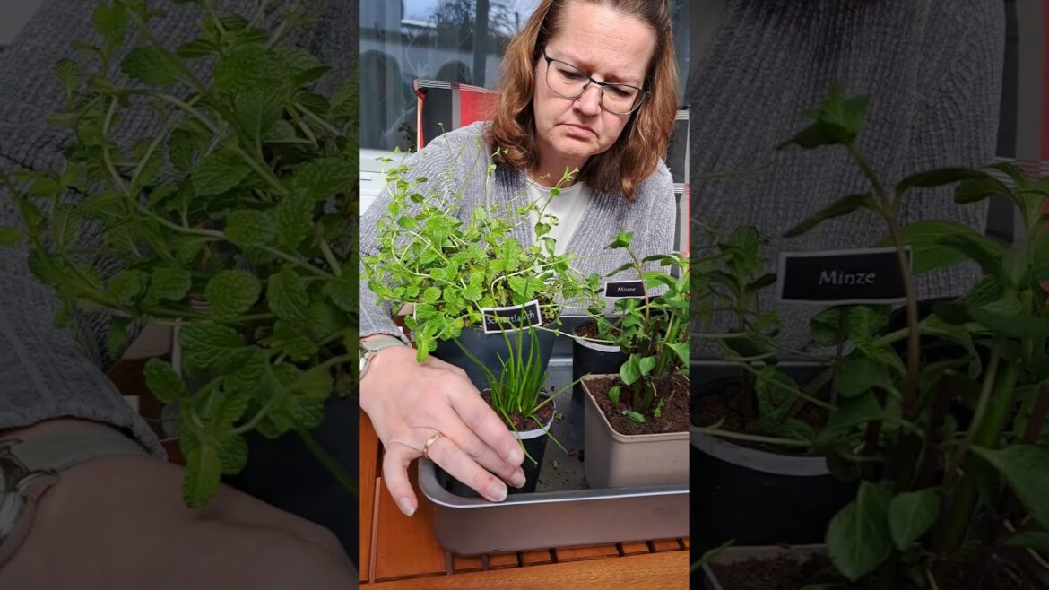 Can you found the edible plant pot? Can you found the edible plant pot?