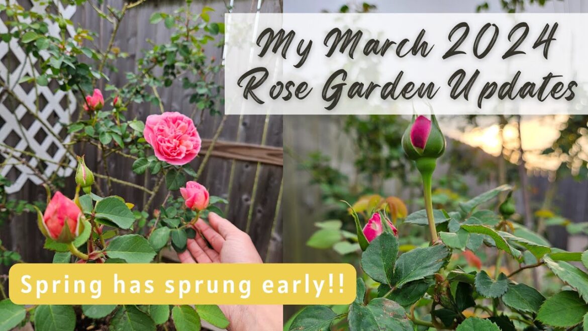 March 1, 2024 Rose Updates & Gardening Reflections
