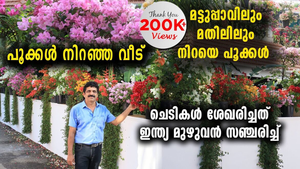 മട്ടുപ്പാവിലും മതിലിലും നിറയെപൂക്കൾ | ചെടികൾ ശേഖരിച്ചത് ഇന്ത്യ മുഴുവൻ സഞ്ചരിച്ച് Rare Bougainvillea