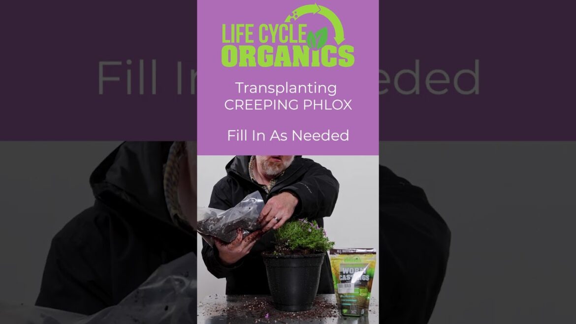 Transplanting Creeping Phlox #plants #gardening #thrift Transplanting Creeping Phlox #plants #gardening #thrift