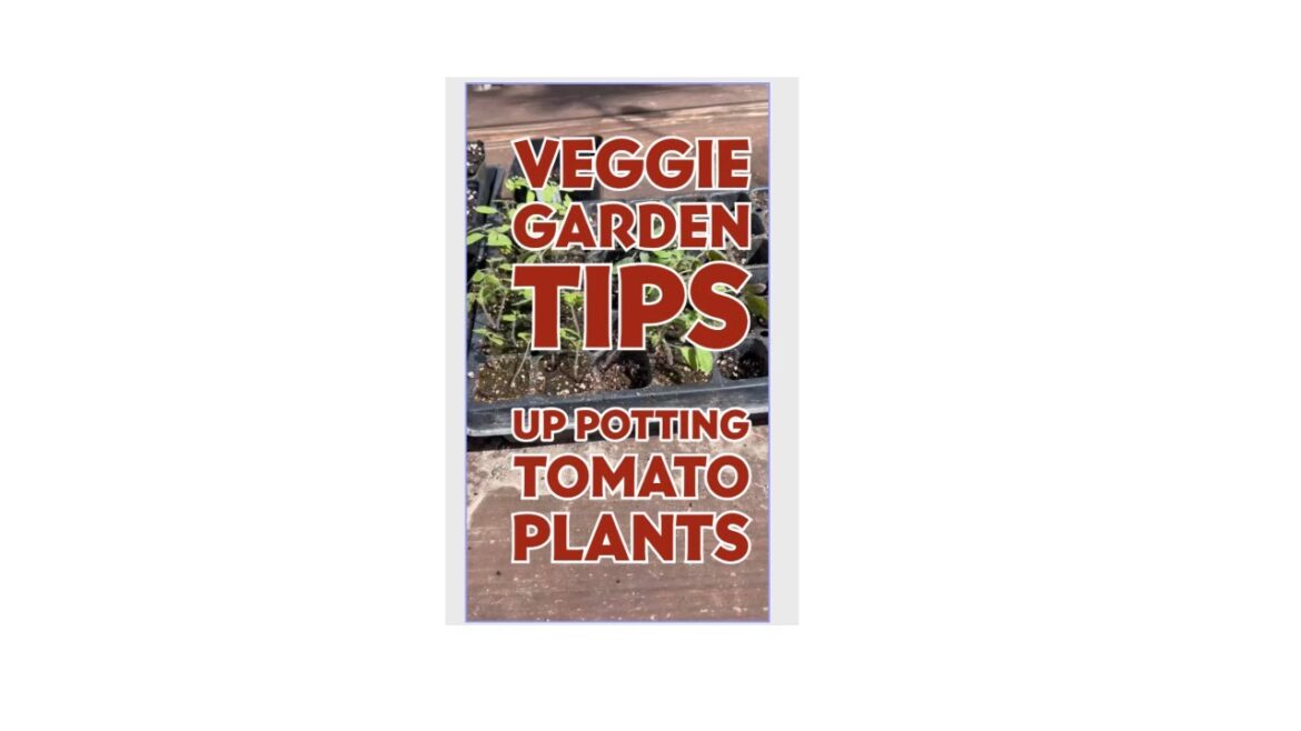 Veggie Garden Tips: Up Potting Tomato Plants