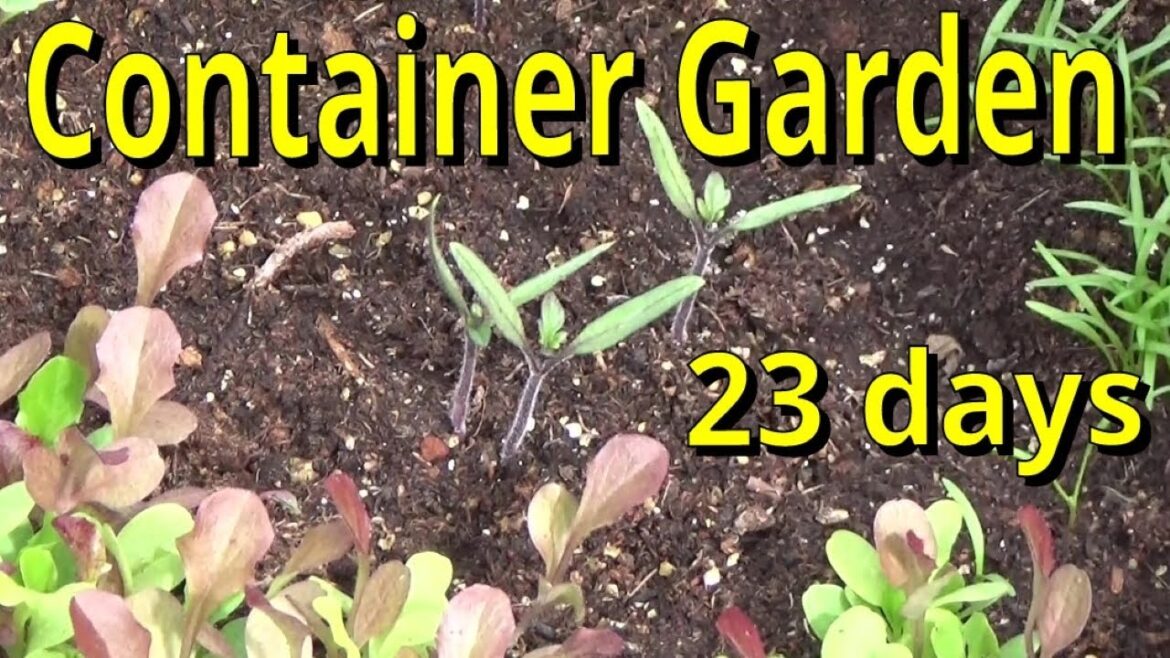 How To Start Your 1st Container Garden, The Next Step 3-13-2024
