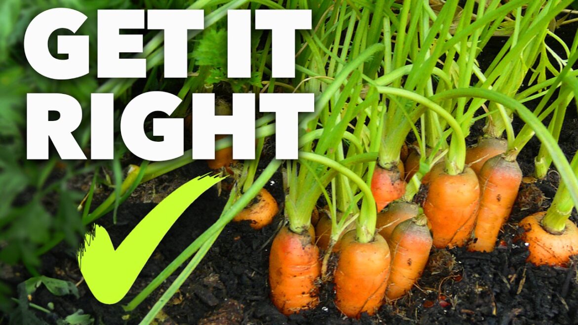 Carrot Growing Masterclass: Perfect Carrots Every Time Carrot Growing Masterclass: Perfect Carrots Every Time