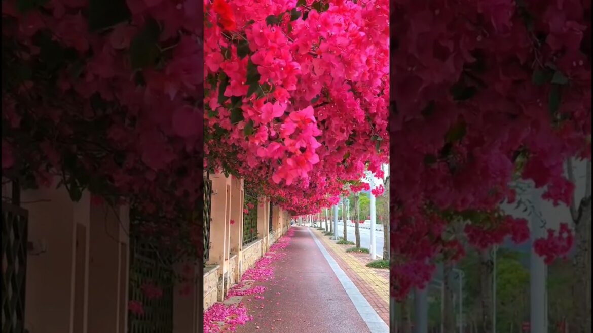 Beautiful flowers at the lawn 💐  #shorts