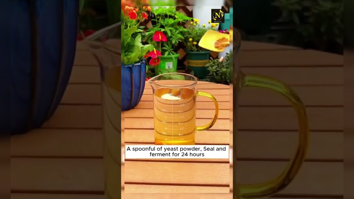 The baby leaf perking up hope you enjoyed your bottles.#gardening #youtubeshorts #shorts #viral The baby leaf perking up hope you enjoyed your bottles.#gardening #youtubeshorts #shorts #viral