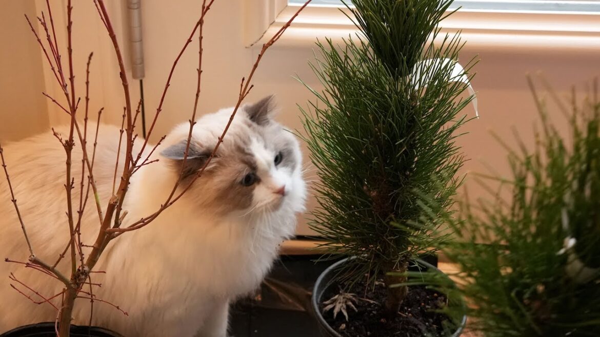 Unboxing 'Saiho' Japanese Maple and 2 'Green Tower' Austrian Black Pines