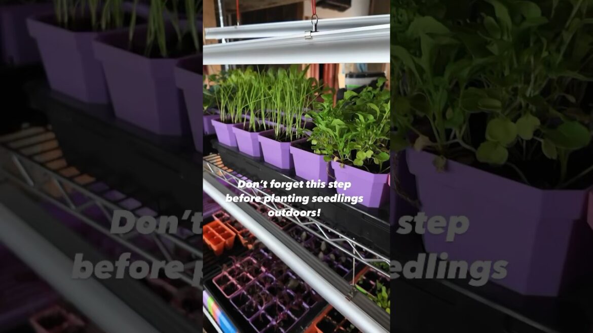 Planting Seedlings #gardening #seedstarting