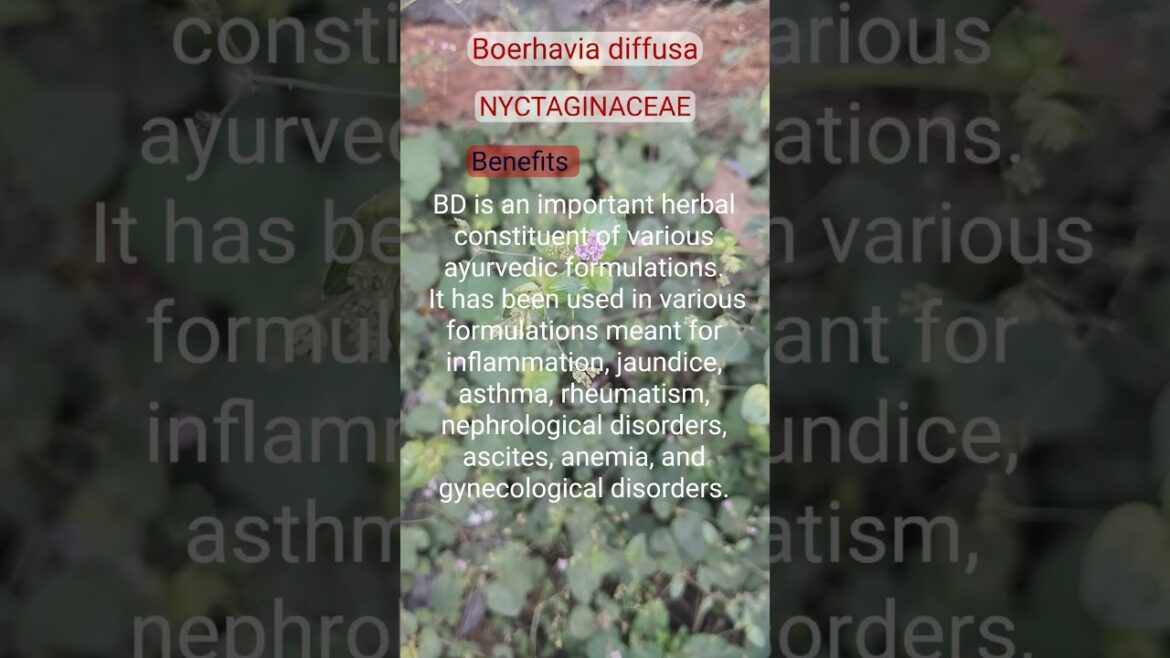 Common Wild edible plant #shorts