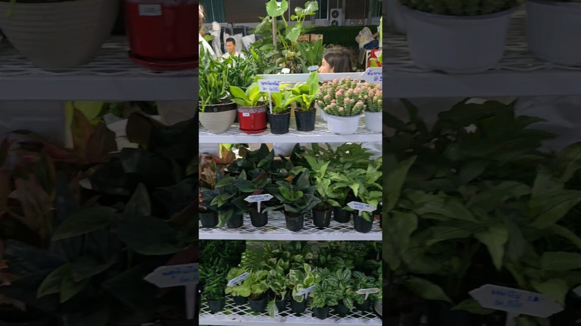 Plant shop #plants #plantmarket #plantshop #garden #gardenideas #gardenscapes #gardentips #gardening