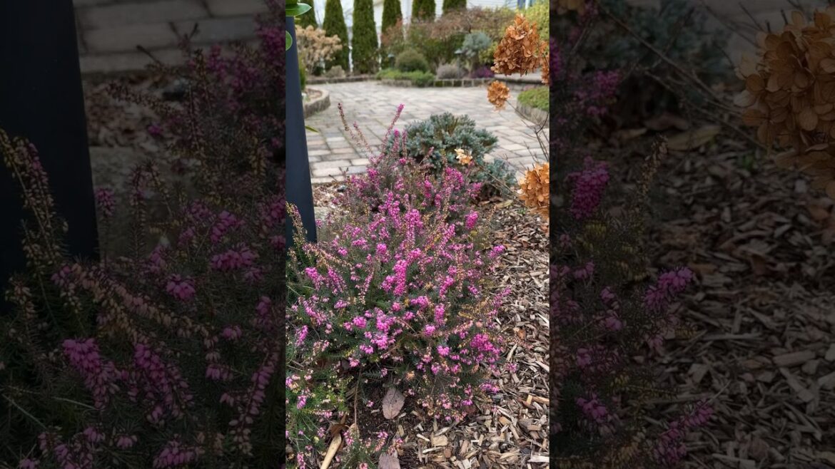 Kramer’s Red Winter Heath & Little Lime Punch Hydrangea