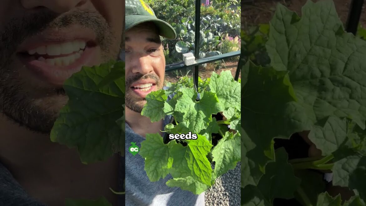 I cut my seeds before I plant them...