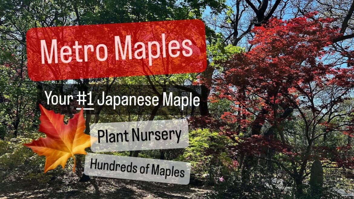 Plant Shopping for Japanese Maples Metro Maples the Ultimate Maple Nursery Hundreds of Acer Palmatum