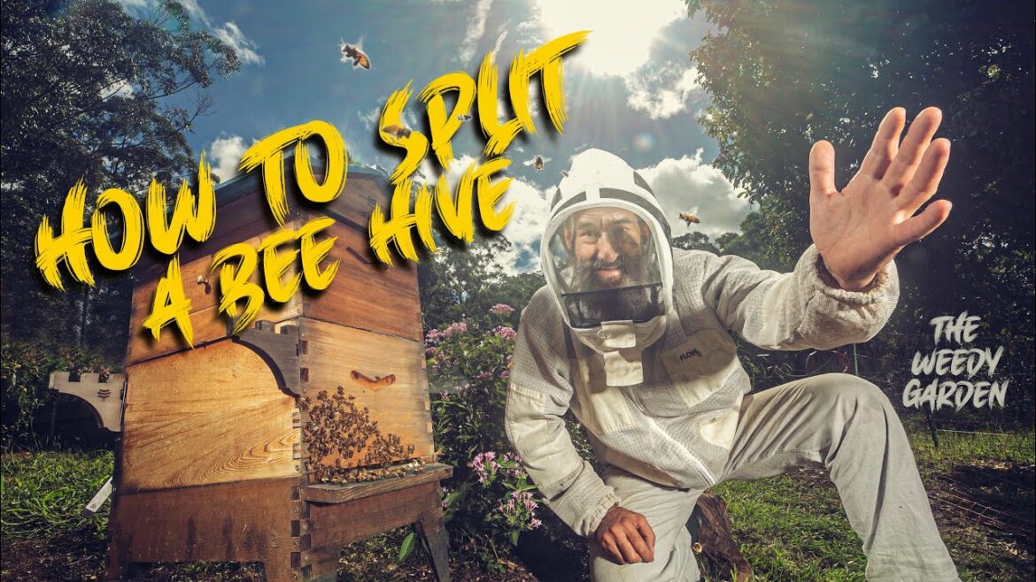 HOW TO SPLIT A BEE HIVE – And relocate your bees HOW TO SPLIT A BEE HIVE - And relocate your bees