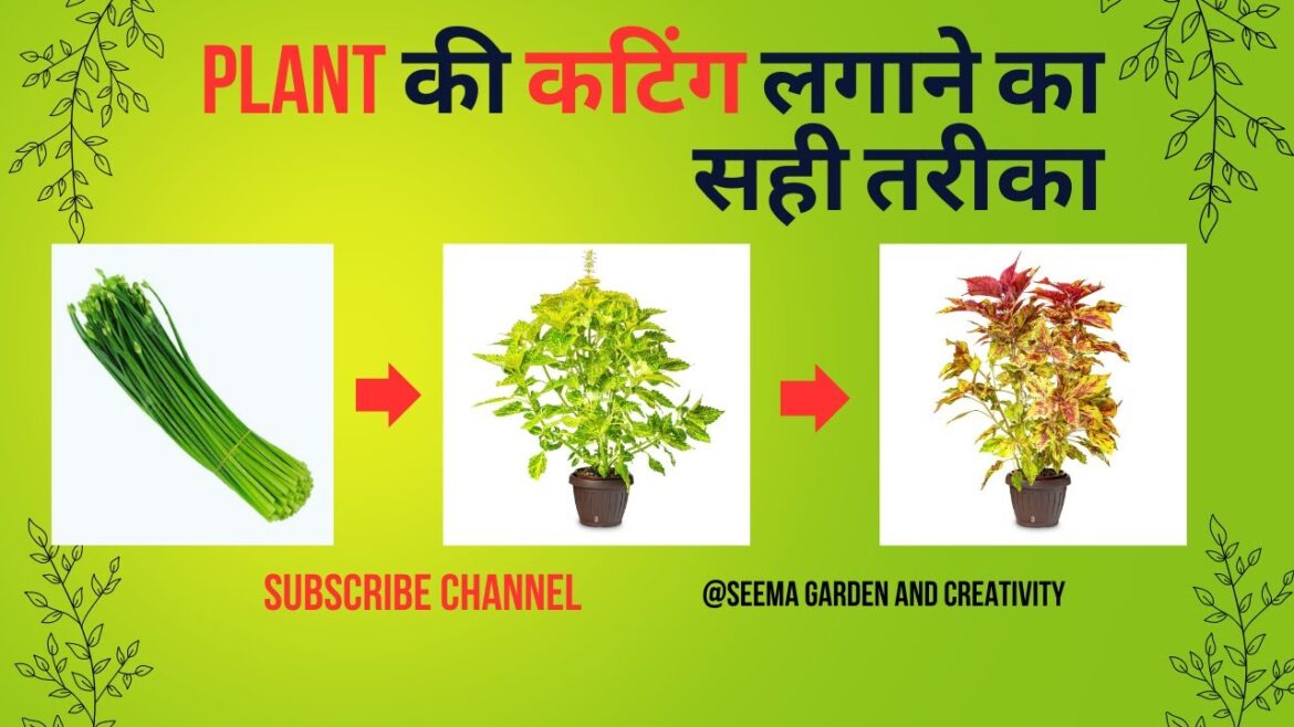 Cutting se Plant कैसे लगाये || Gardening Tips || Plant Care || Urban gardening #flower #diy Cutting se Plant कैसे लगाये || Gardening Tips || Plant Care || Urban gardening #flower #diy