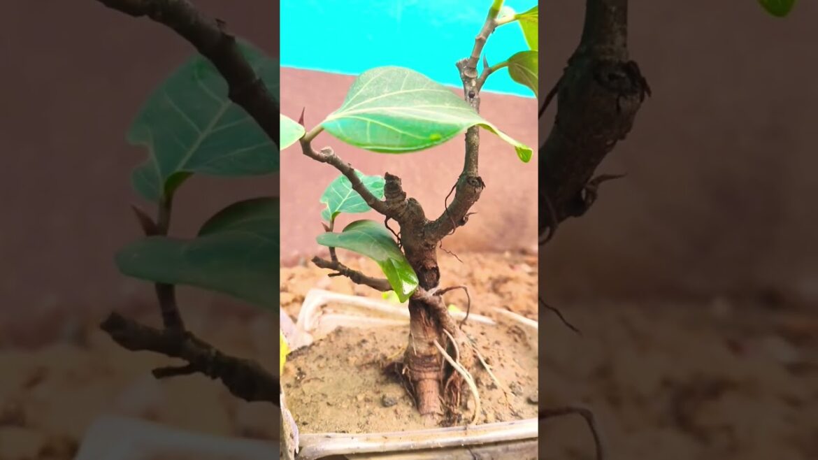 Bonsai Plant #bonsai #gardening #garden #viral #shorts