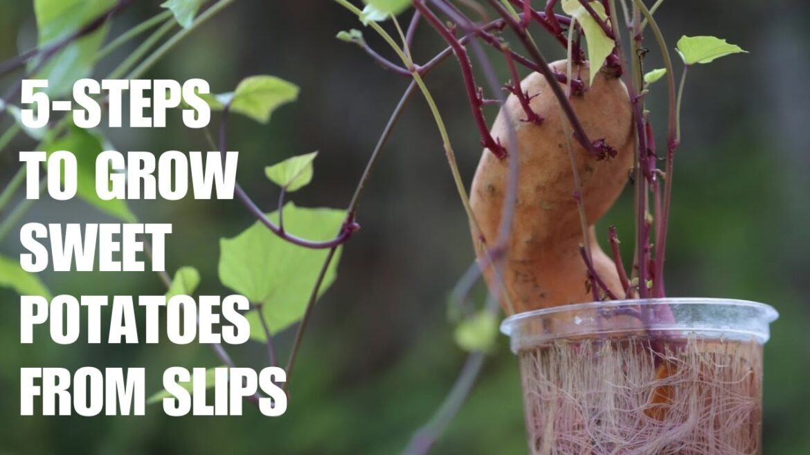 How to Grow Sweet Potatoes In 5 Simple Steps - Episode 17
