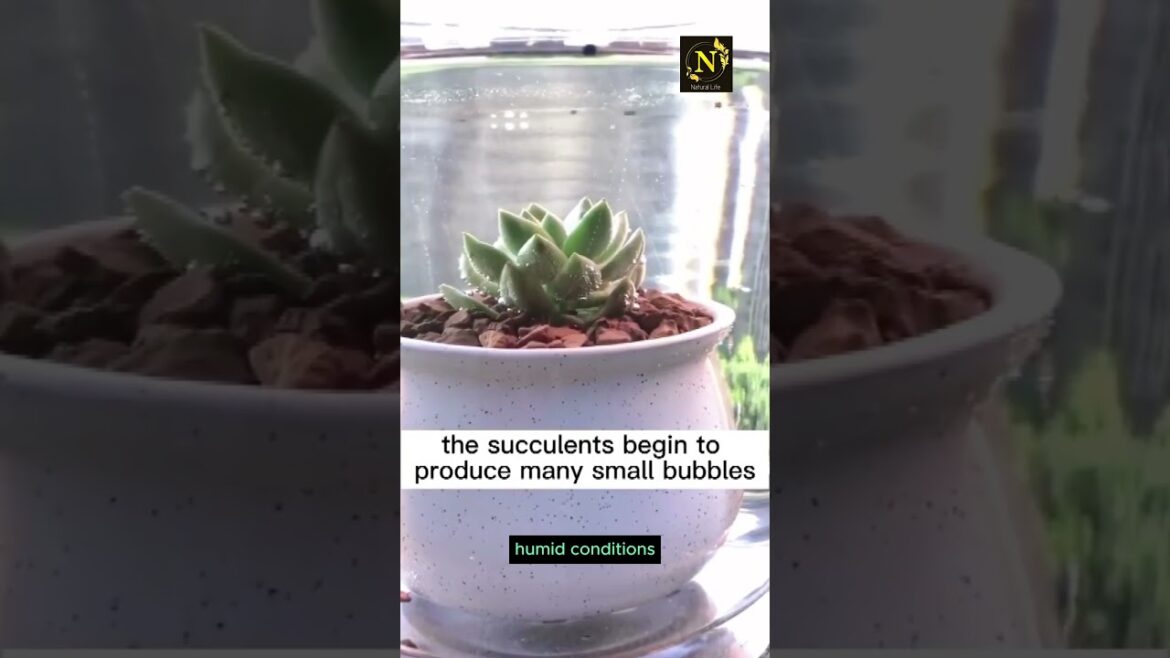 When your succulents are seriously short of water#youtubeshorts #youtube #shorts #youtube #viral When your succulents are seriously short of water#youtubeshorts #youtube #shorts #youtube #viral