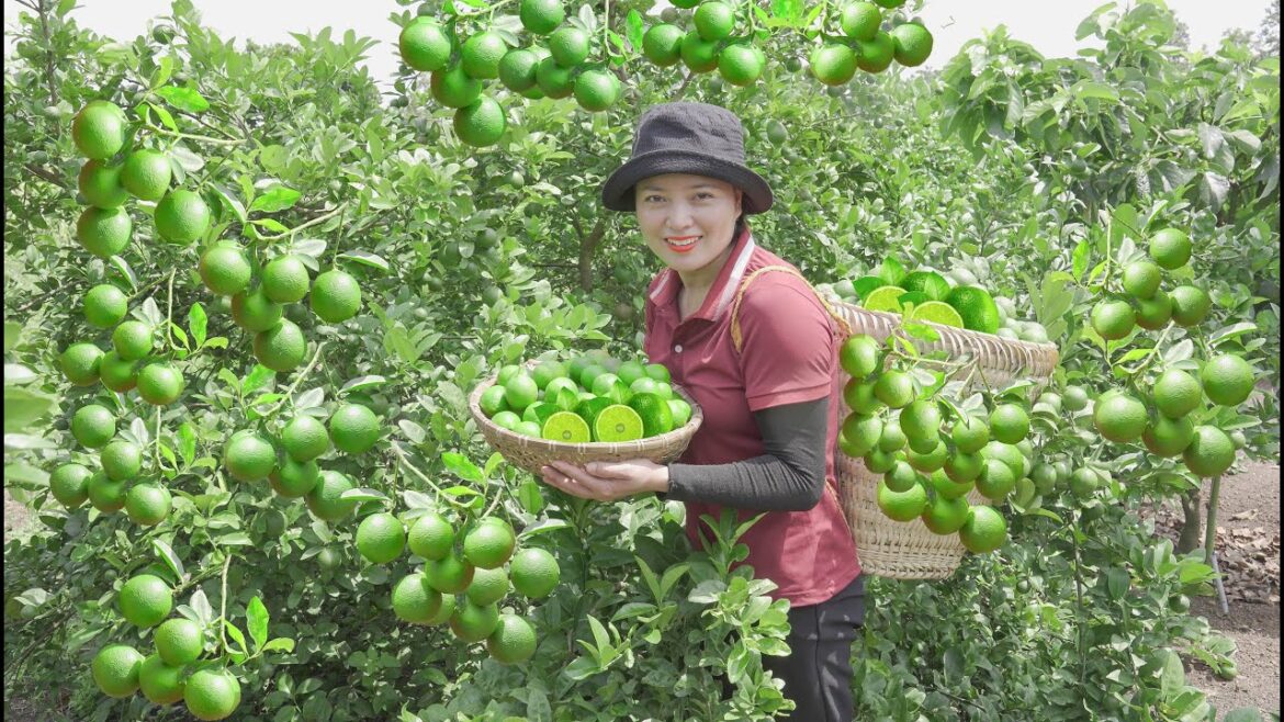 Harvesting Lemon Garden to the Market to Sell  Vegetable gardening! Lucia's daily life