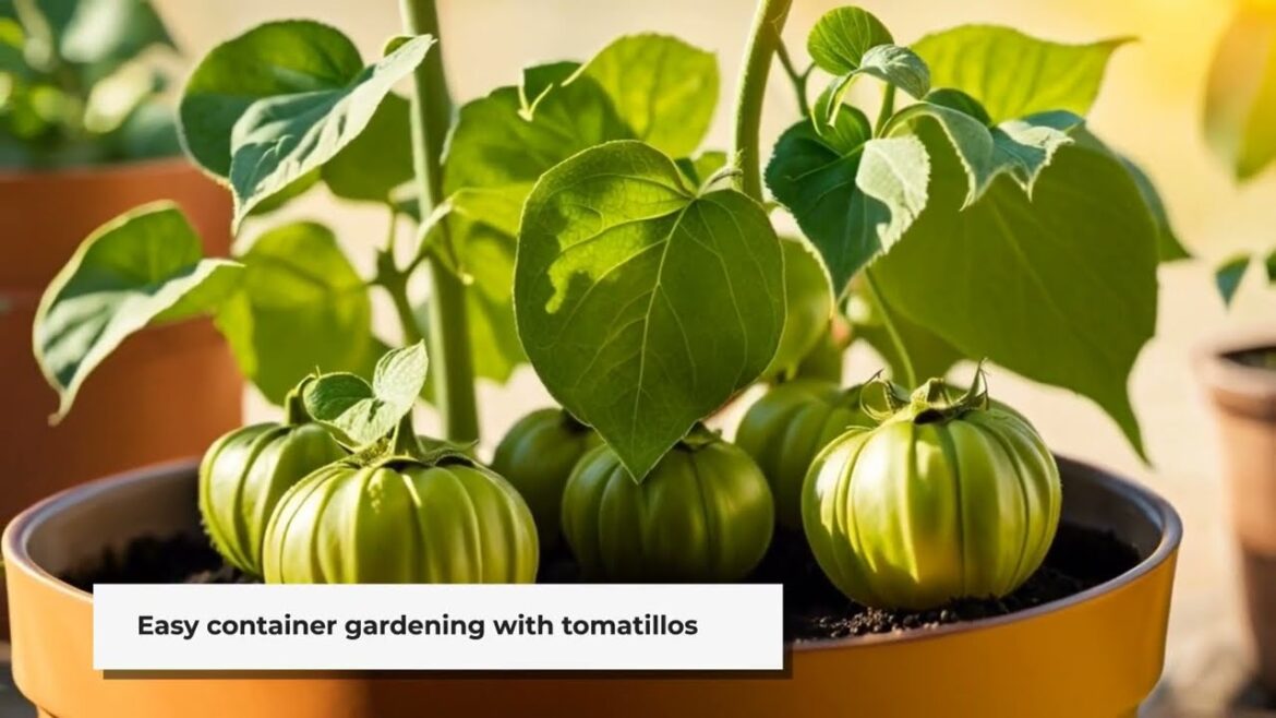 Grow Tomatillos on Your Patio: A Container Gardening Guide