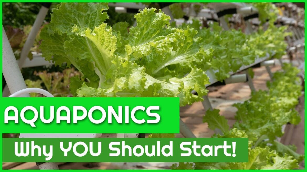 Aquaponics Gardening – Reasons why YOU Should Start! Aquaponics Gardening - Reasons why YOU Should Start!