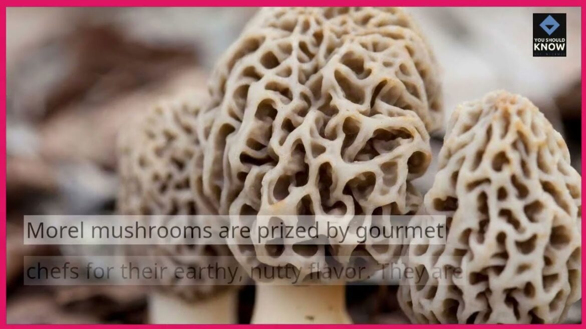 Top 10 Edible Mushrooms to Cultivate in Your Garden