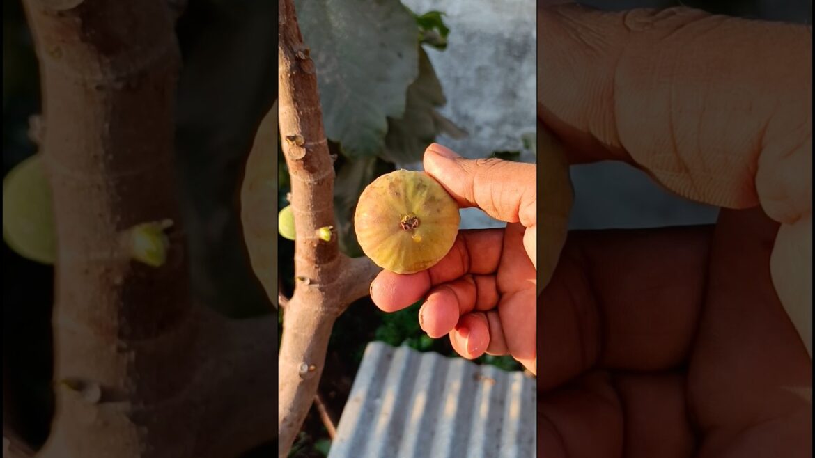 fig fruit in my garden #shorts fig fruit in my garden #shorts