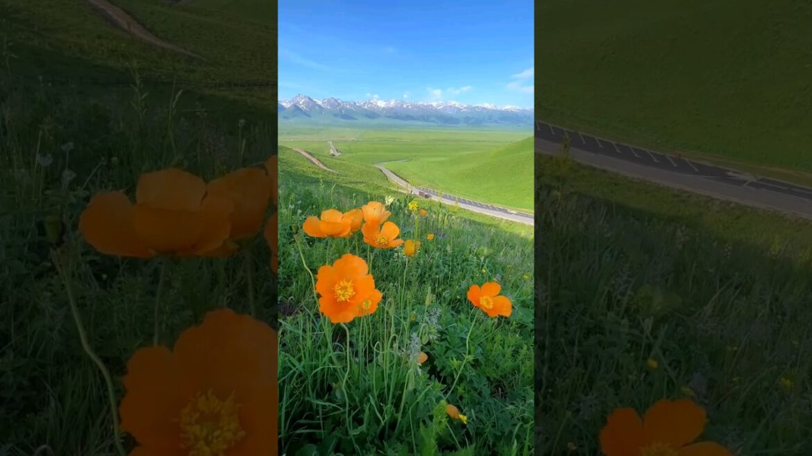 Nature’s Glory/ Beautiful Flowers #shorts #nature Nature's Glory/ Beautiful Flowers #shorts #nature