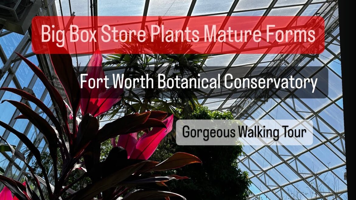 Big Box Store Plants Mature Forms at Fort Worth Botanical Conservatory Japanese Garden Tour