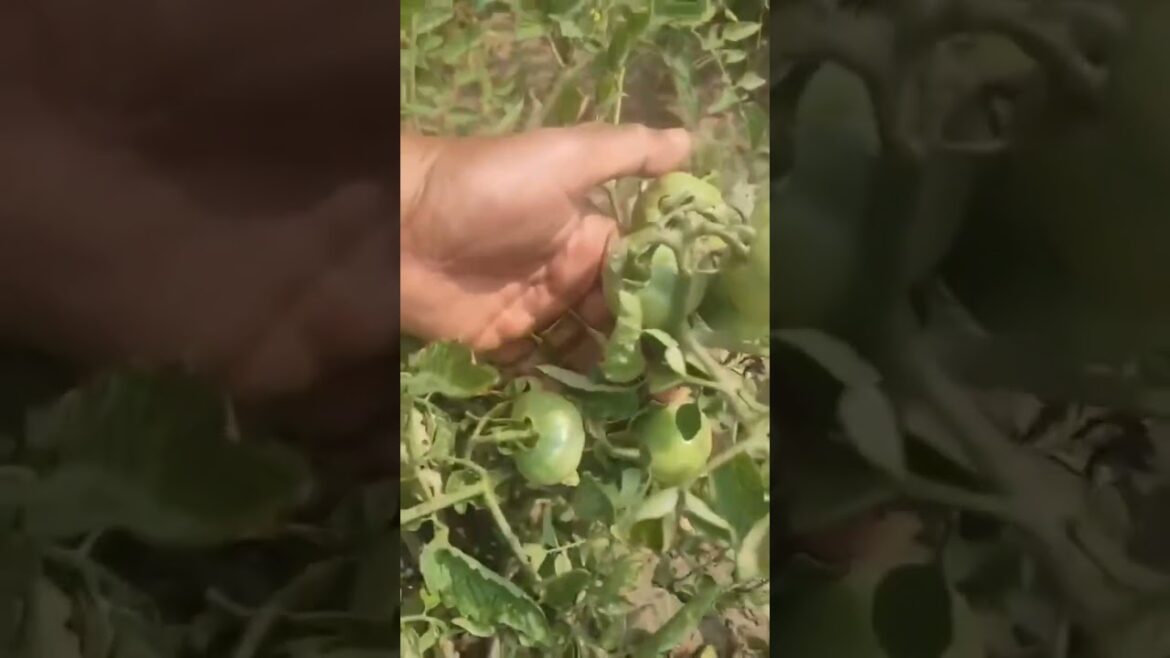 Tamatar | Why Everyone is Talking About Tamato! Tamatar | Why Everyone is Talking About Tamato!