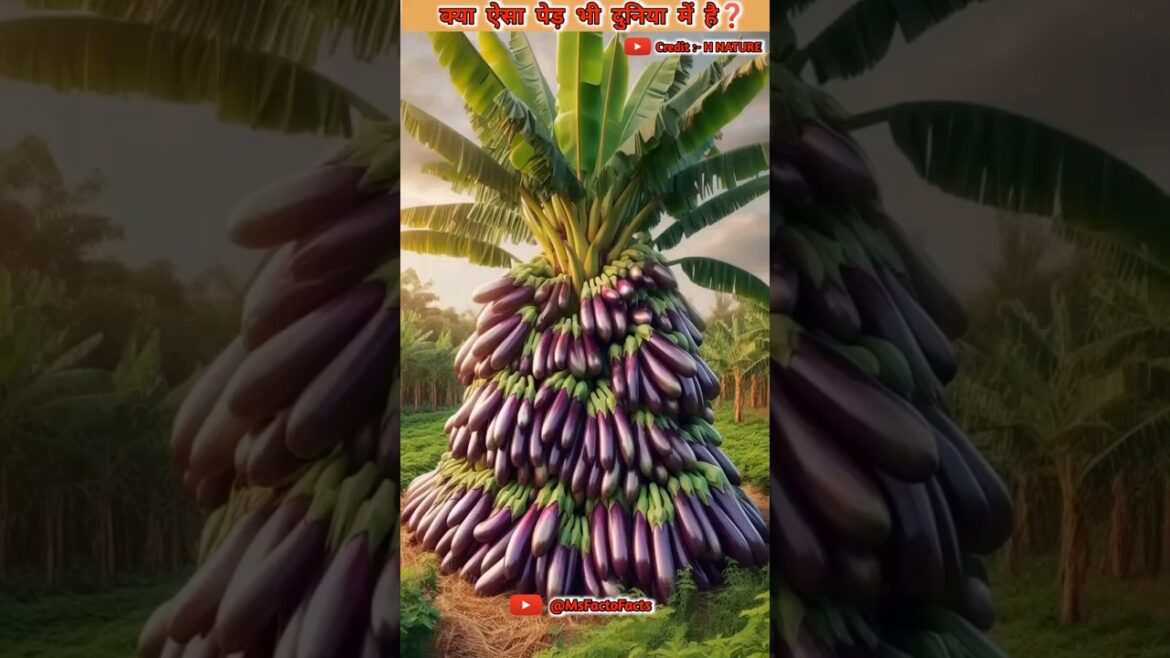 बैगन का पेड़ कैसे लगाते है 😱 #fruit #shorts @MrFactos99 @MRINDIANHACKER