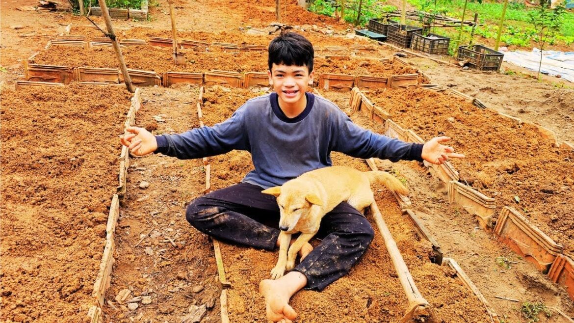 Orphan Boy daily life – Vegetable gardening  – Taking care of pets at the farm #2 Orphan Boy daily life - Vegetable gardening  - Taking care of pets at the farm #2