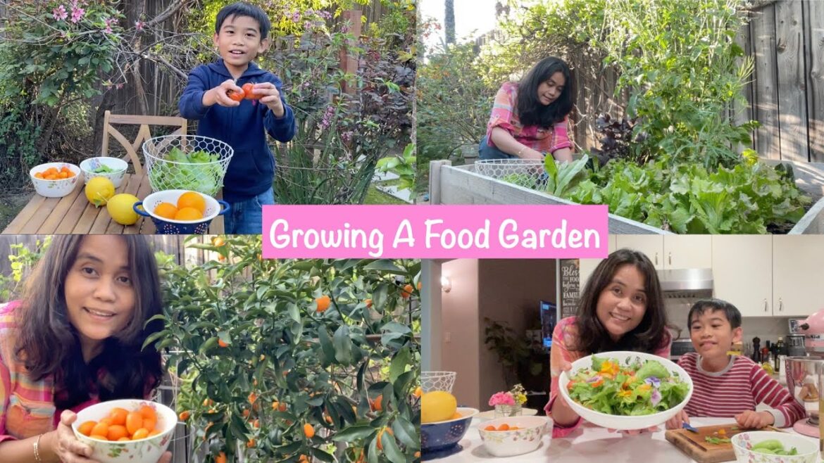 BACKYARD FOOD GARDEN TOUR AND HARVEST #gardening #harvest #losangeles