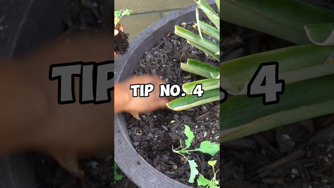 California Gardening: Grow Kohlrabi Successfully: Your Quick Guide! 🌿🥦 #Shorts Grow Kohlrabi Successfully: Your Quick Guide! 🌿🥦 #Shorts