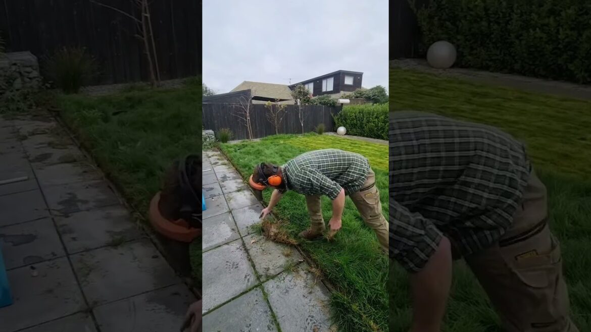 Over grown lawn Trimming #overgrownlawn #lawnmowing #lawncare