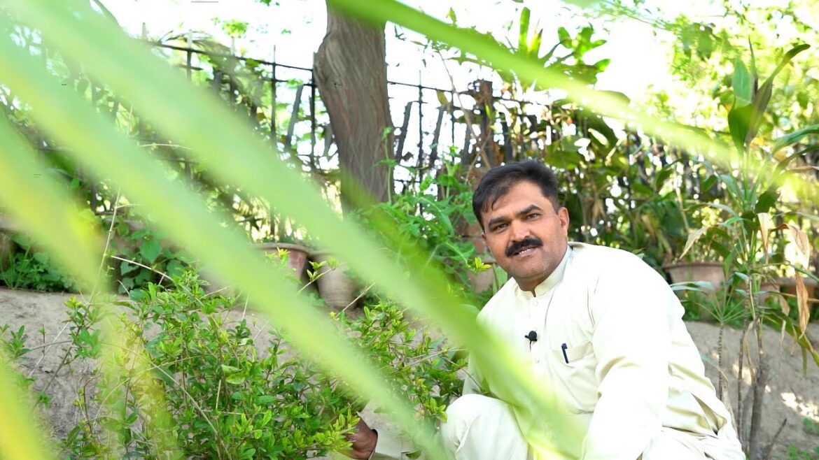 Green Garden | Gardening Tips |Sarfraz Baghban Green Garden | Gardening Tips |Sarfraz Baghban