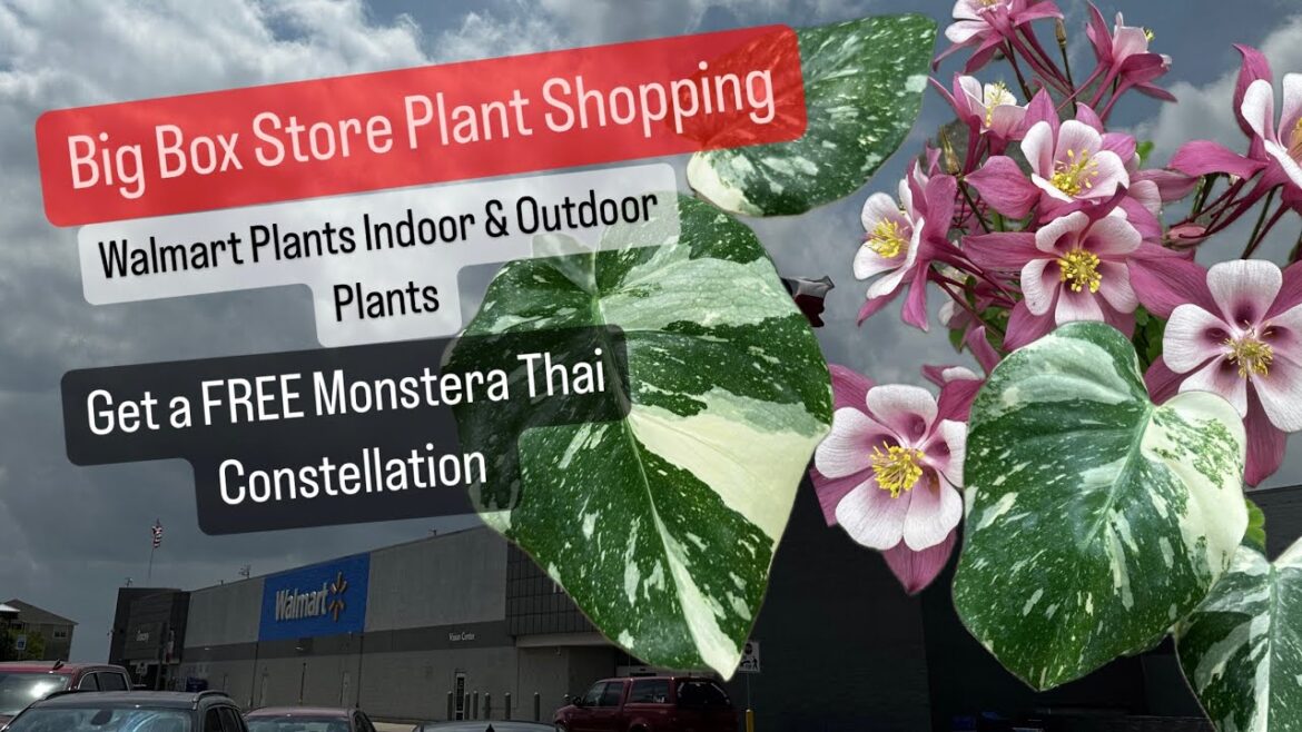 Big Box Store Plant Shopping Walmart Plants Get a FREE Monstera Thai Constellation