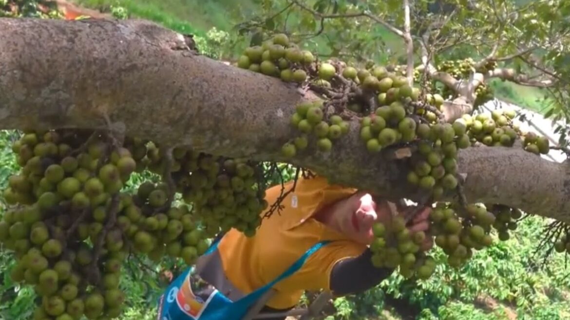Harvesting fruits and taking them to the market to selling| Day in my life| Green Fruits Channel Harvesting fruits and taking them to the market to selling| Day in my life| Green Fruits Channel