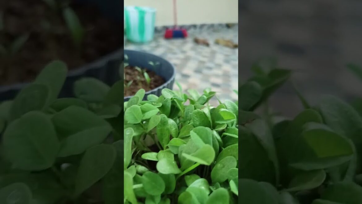 how to grow Fenugreek in a pot #garden #planting #plants in pot
