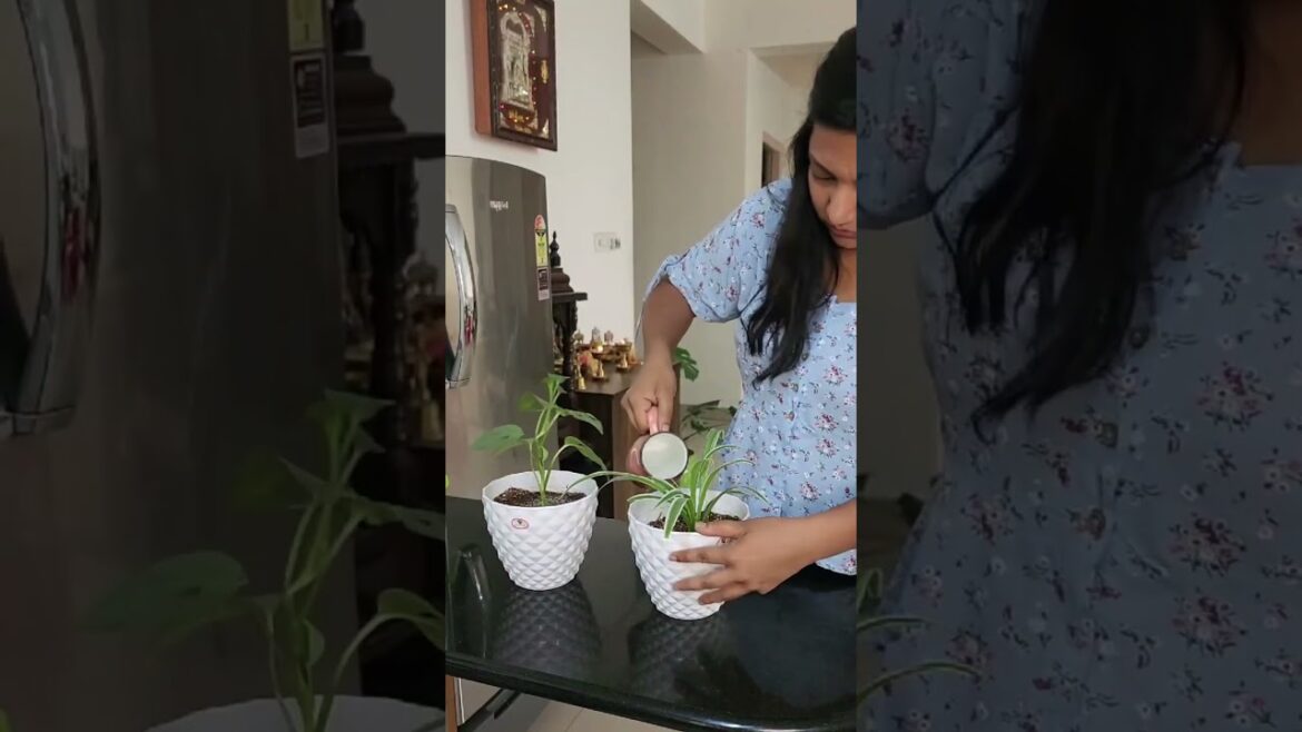 Repotting Swiss cheese, Spiderplant